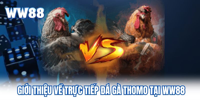 Giới thiệu về trực tiếp đá gà Thomo tại WW88